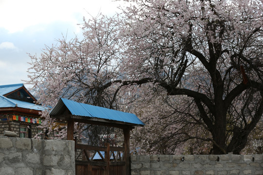 西藏林芝索松桃花