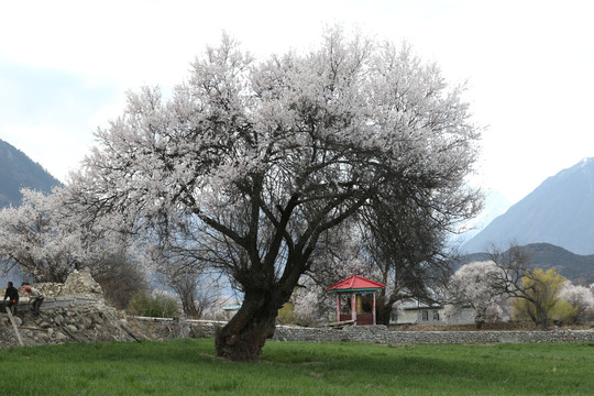 林芝索松桃花