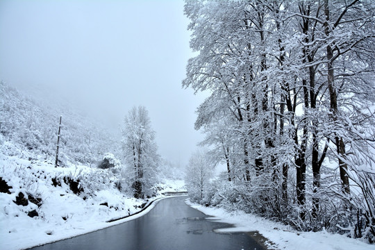 白雪皑皑