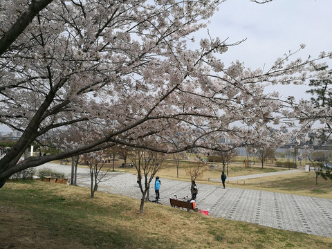 汉江公园 樱花