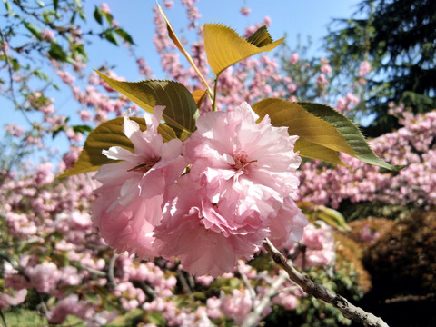 美丽浪漫的樱花