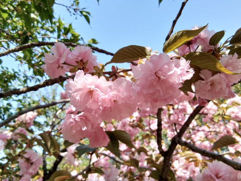 樱花节