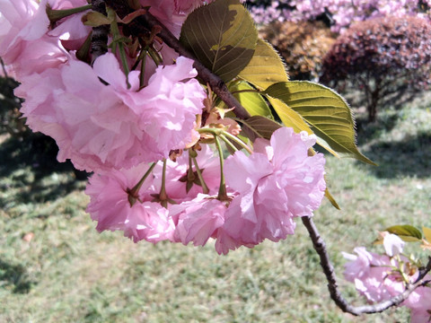 粉嫩嫩的樱花