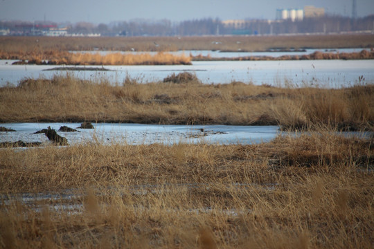 湿地 自然 自然风景 芦苇 鸟