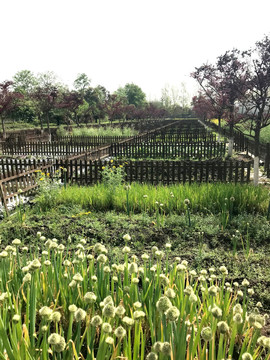 蔬菜基地