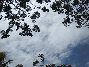 天空树枝