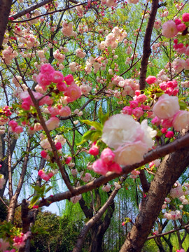 樱花季节