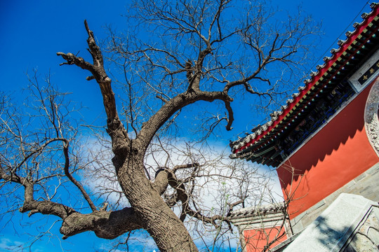 证果寺山门古树