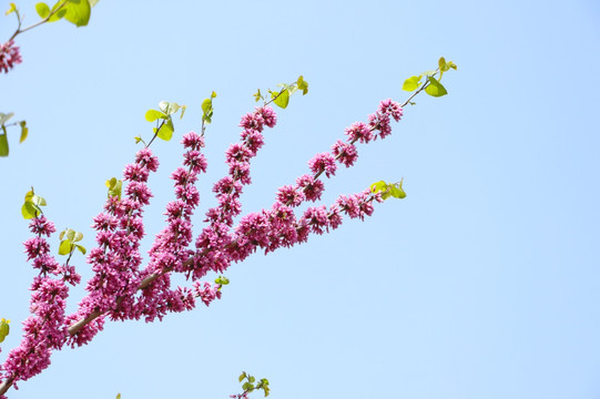 紫荆花花枝 蓝底