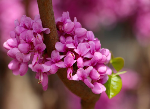 高清紫荆花