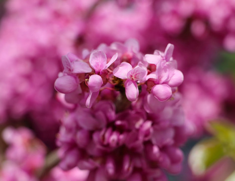 紫荆花特写