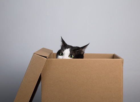 纸盒和猫