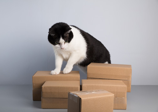 纸盒和猫