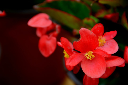 花卉