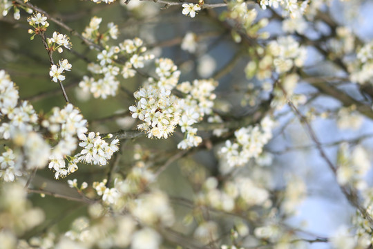 桃花梨花