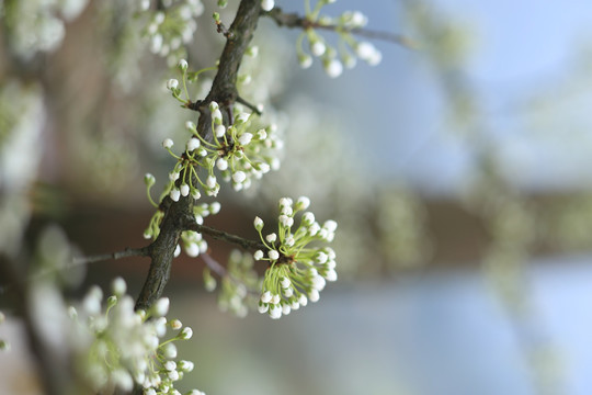 桃花梨花