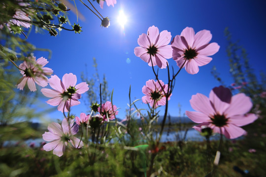 格桑花