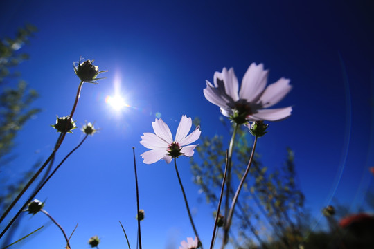 格桑花