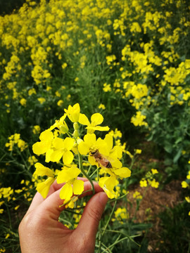 油菜花和蜜蜂