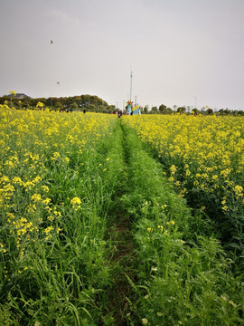 油菜花地