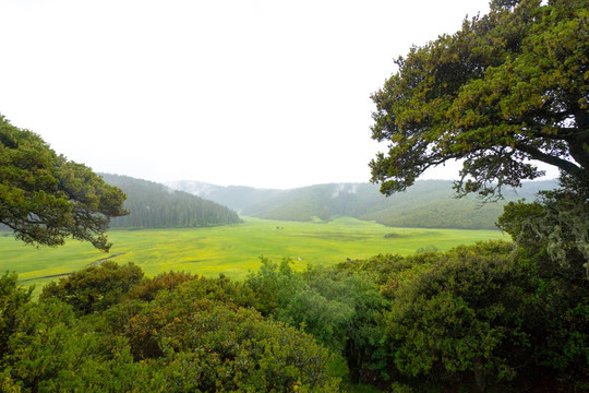 高原