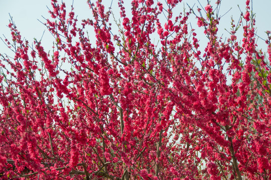 桃花