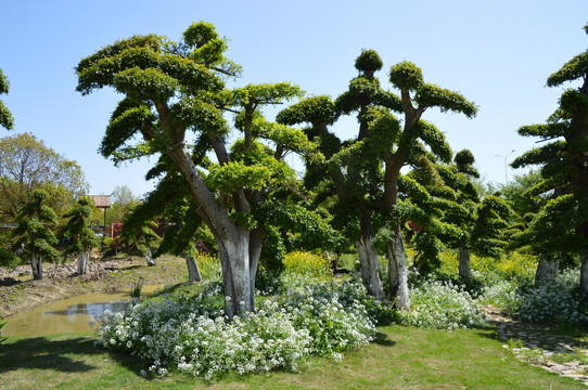 芜湖 原野森林的造型树