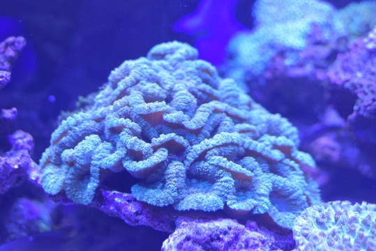 海底珊瑚