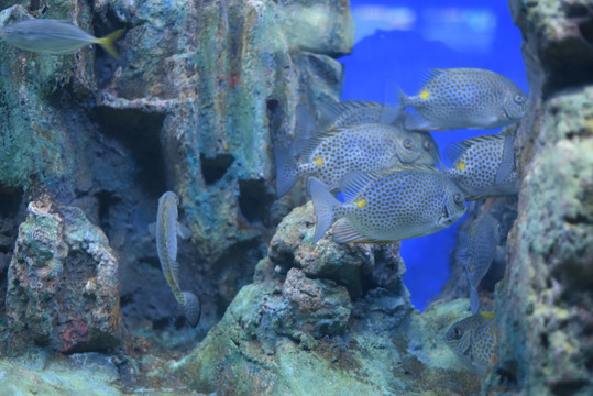 热带鱼 水族馆 鱼缸