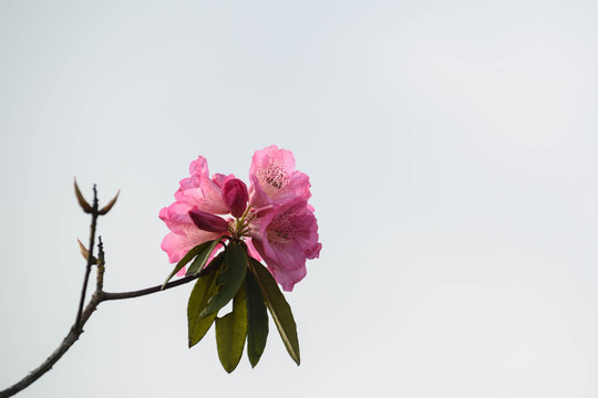 贵州毕节百里杜鹃