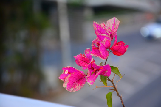 红花