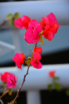 红花