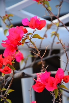 红花