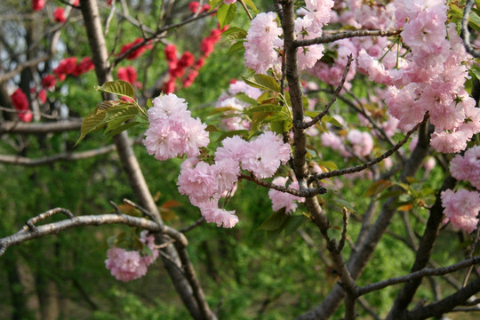 樱花