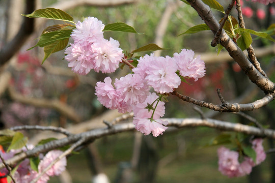 樱花