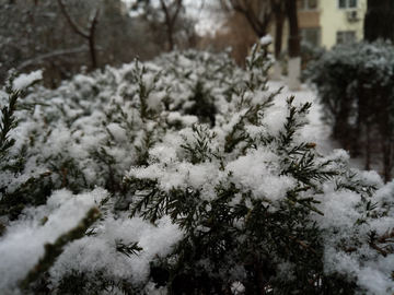 雪景