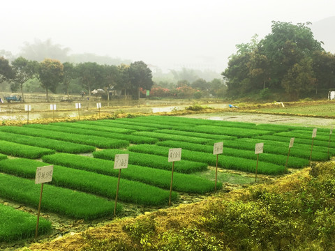 试验田 示范基地 秧苗