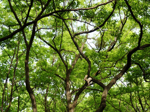 枝繁叶茂