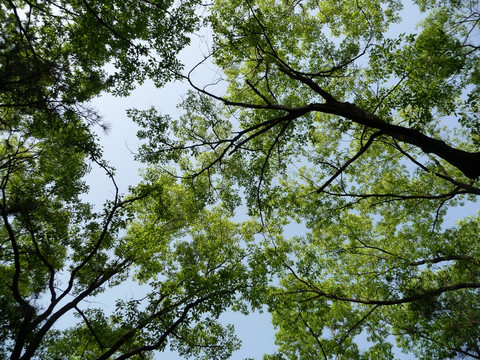 橡树枝叶蓝天