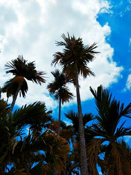 椰树蓝天