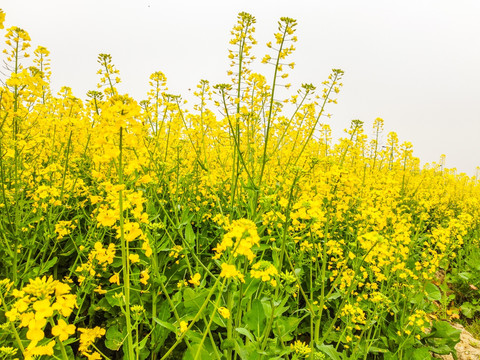 油菜花