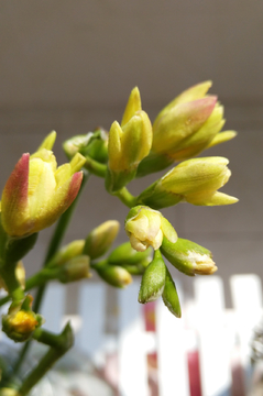 香雪兰 花蕾