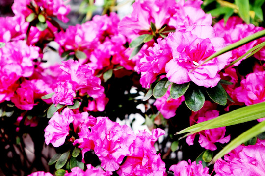 观赏花 杜鹃花 映山红