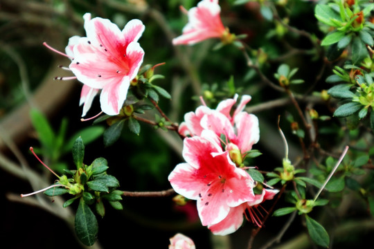 杜鹃花 映山红 观赏花