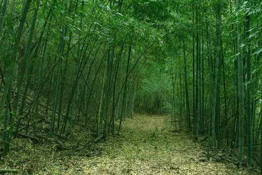原生态竹林
