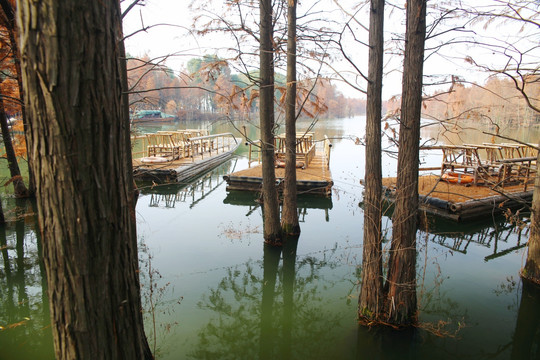 尚湖公园红树林