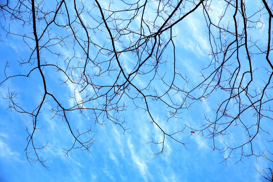 蓝天白云树枝背景