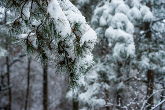 雪压松树