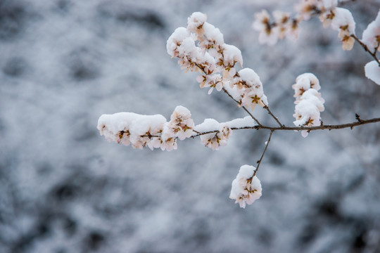 桃花