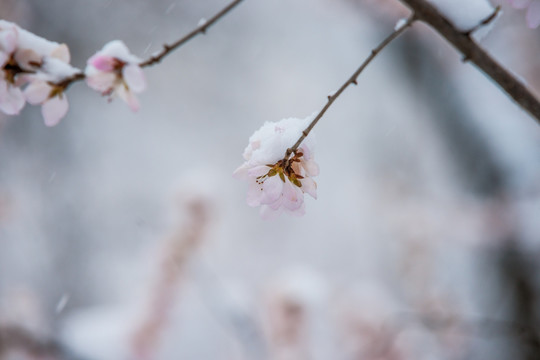 桃花